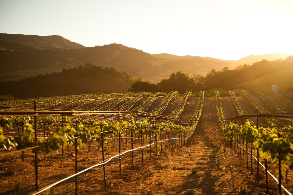 California is famed for the Napa valley vineyards