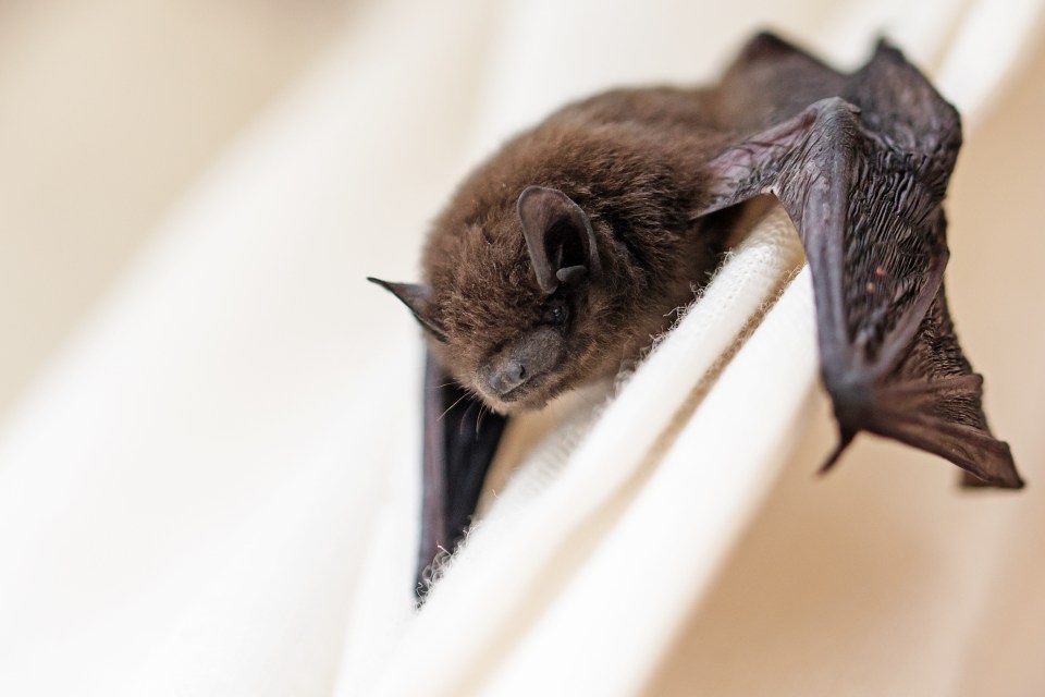 a bat is hanging upside down on a white cloth