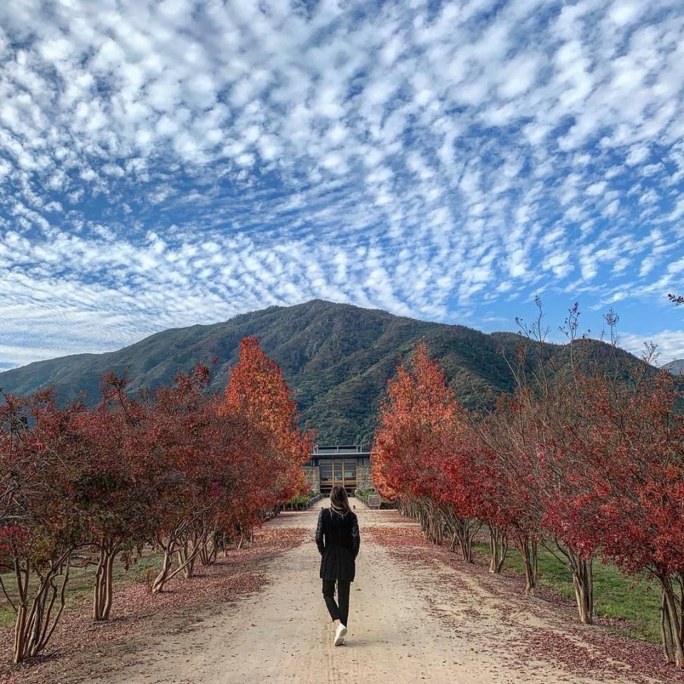 Montes' vineyards are backed by mountains