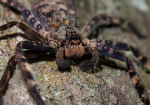  The huntsman spider can grow to a foot long