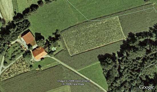 The cannabis crops are clearly visible from the air, but are hidden by corn on the ground