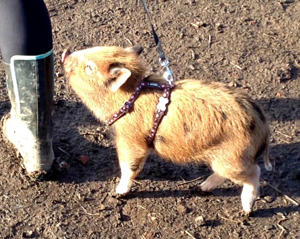 Grace was far smaller when Nigel adopted her in 2014