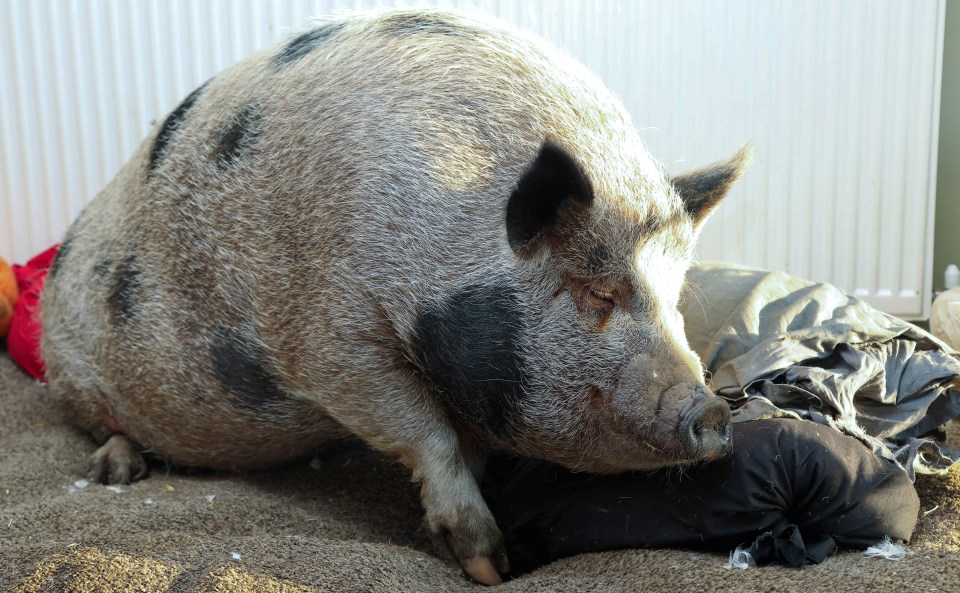 But she is now six times the weight of an adult micro-pig and 5ft long