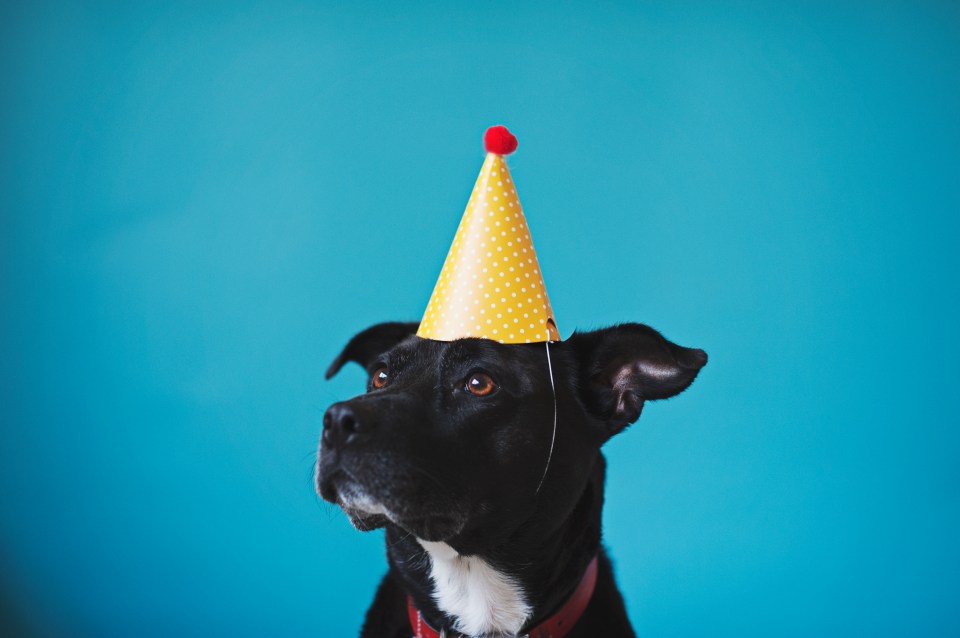 The research looked into human and dog genomes