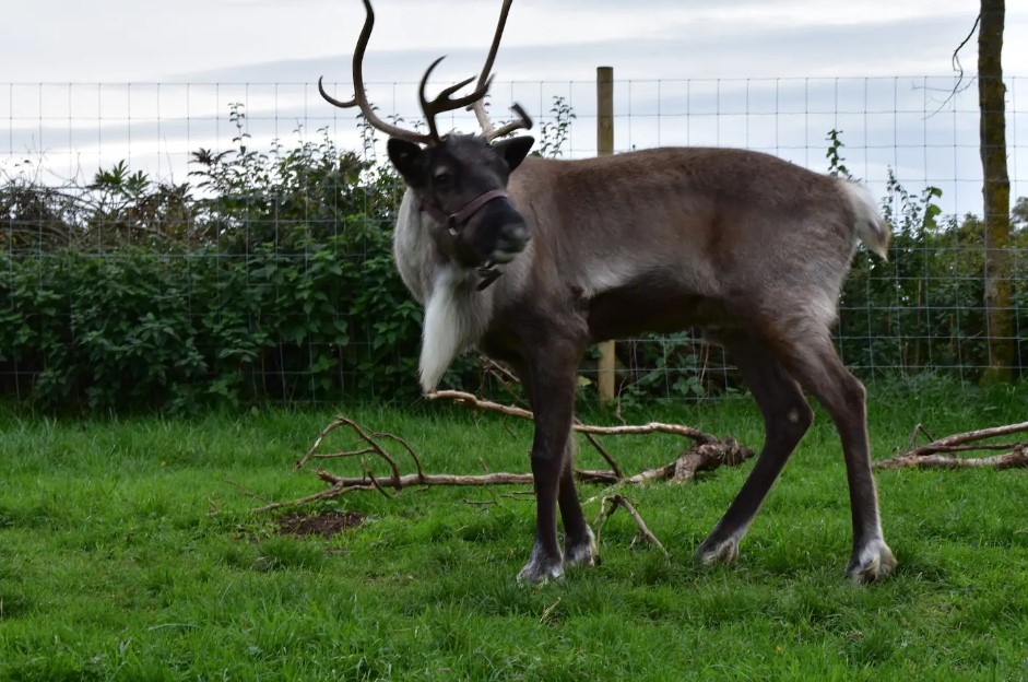 A free reindeer tour also lets you interact and feed them