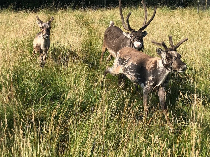 Reindeer roam the grounds freely