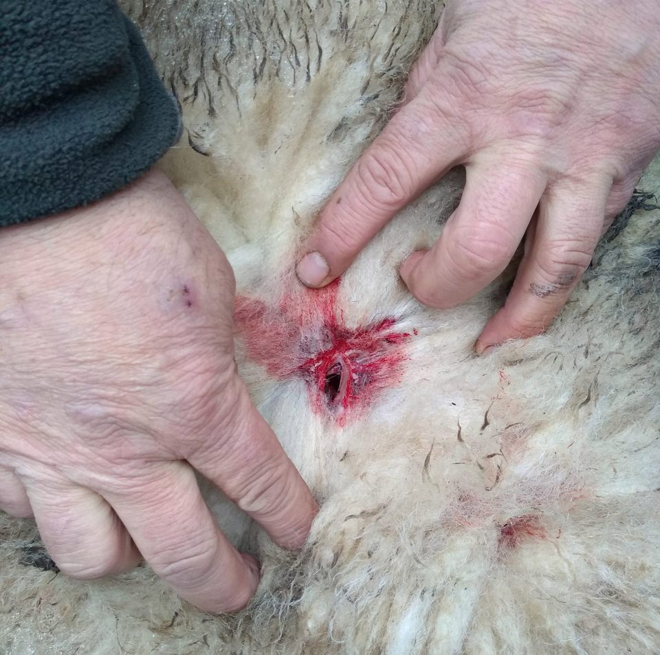  The sheep was stabbed and left with a broken pitchfork and straw crucifix on its body