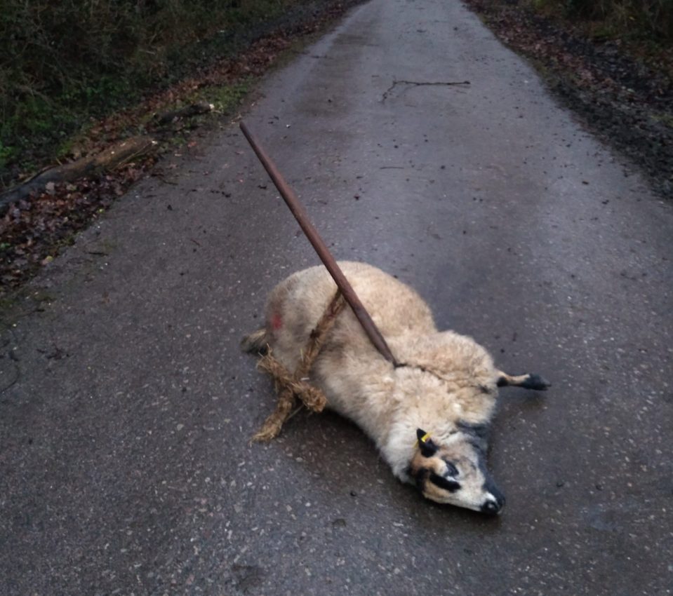  The sheep was found in the Hampshire village of Cadnam