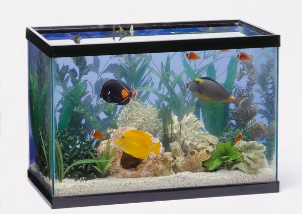  Believe it or not, even your fish tank can interrupt your router
