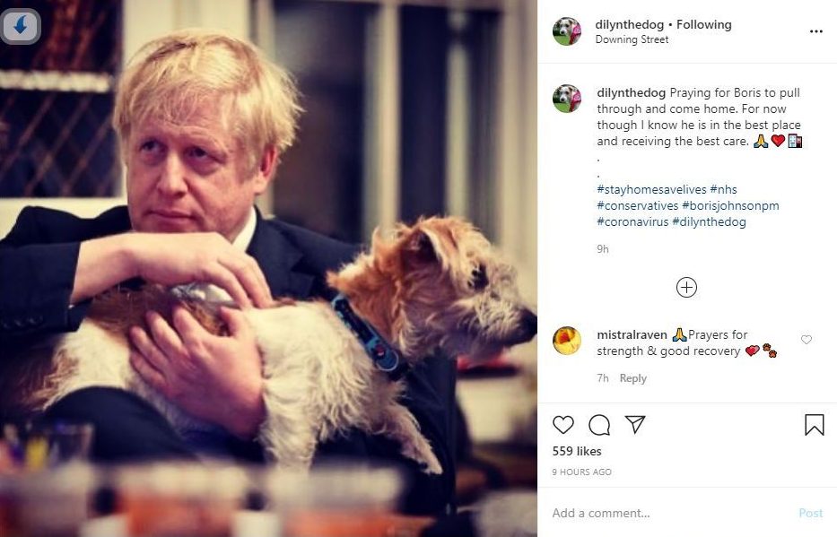  Downing Street dog Dilyn's Instagram account posted wishes for the PM's recovery