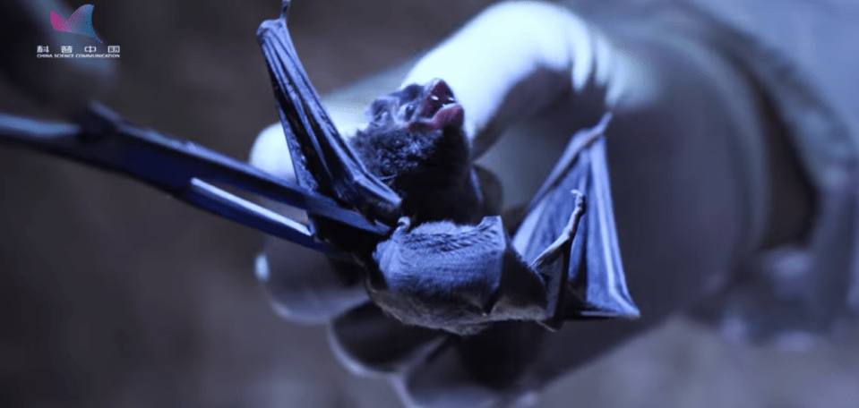 A bat is caught and then taken away to study