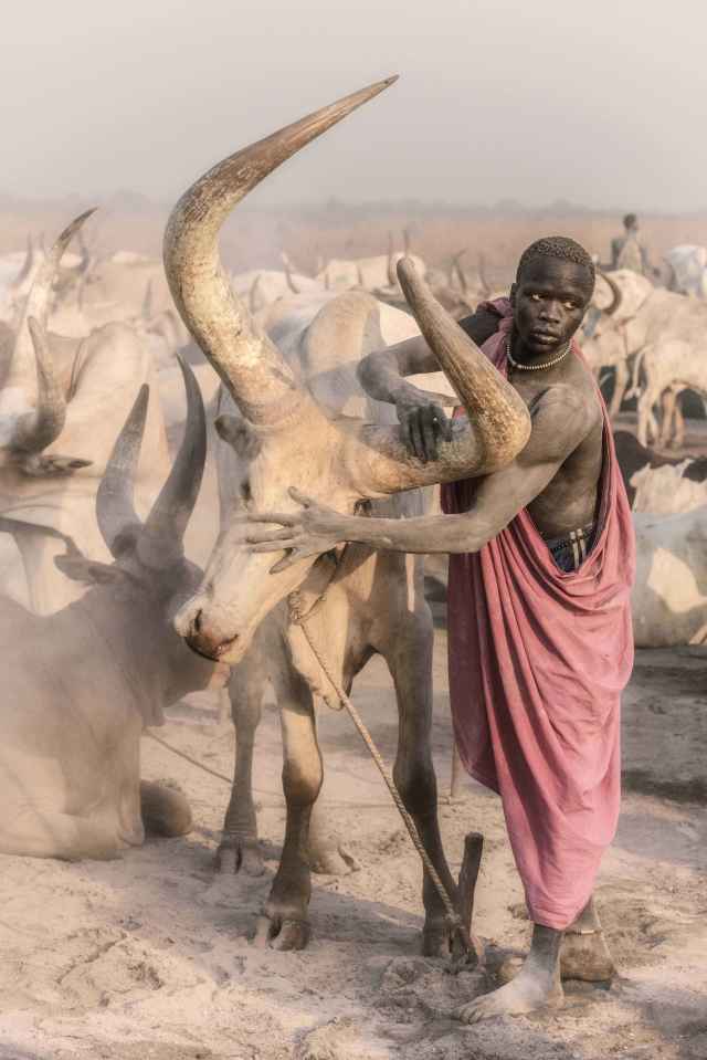 A Mundari tribesman caresses the gigantic horns of a bull