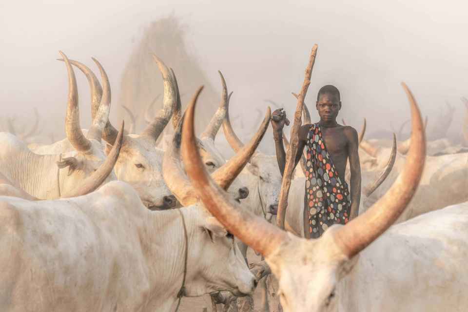 A stunning shot revealing the true size of the Ankole Watusi cattle.