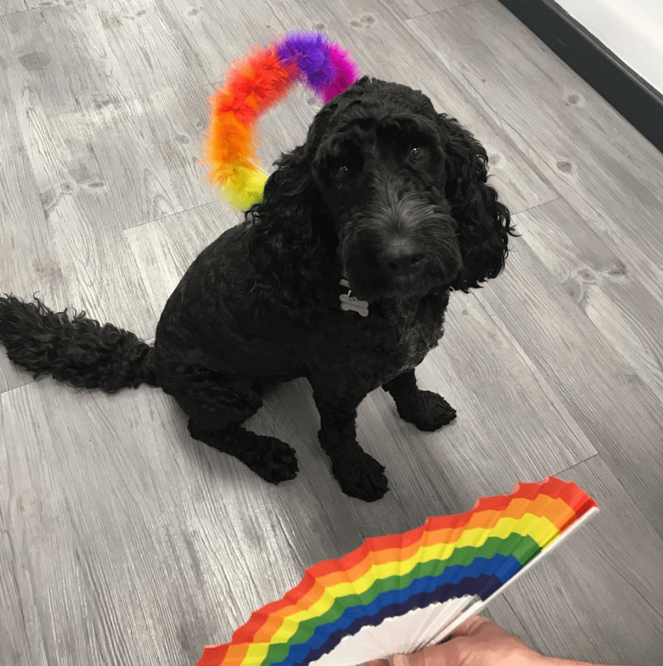  Richard and Stuart share five-year-old cockapoo Clemmie