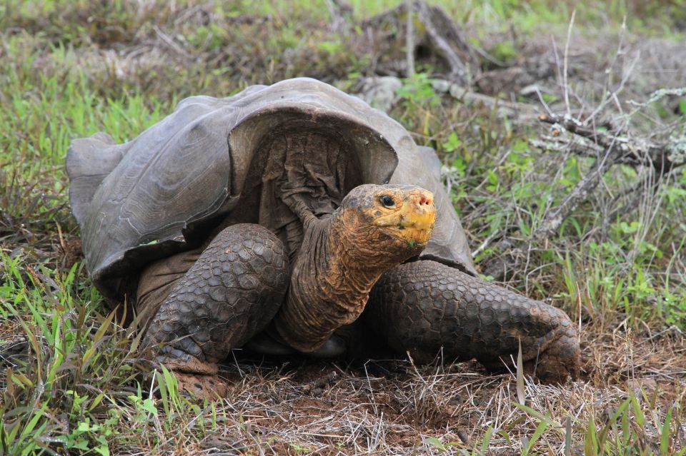 Terrestrial vertebrates facing extinction include species such as the Espanola Giant Tortoise