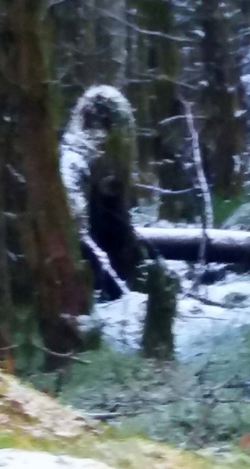 Bigfoot "encounters" have been reported across the United States since the 1950s
