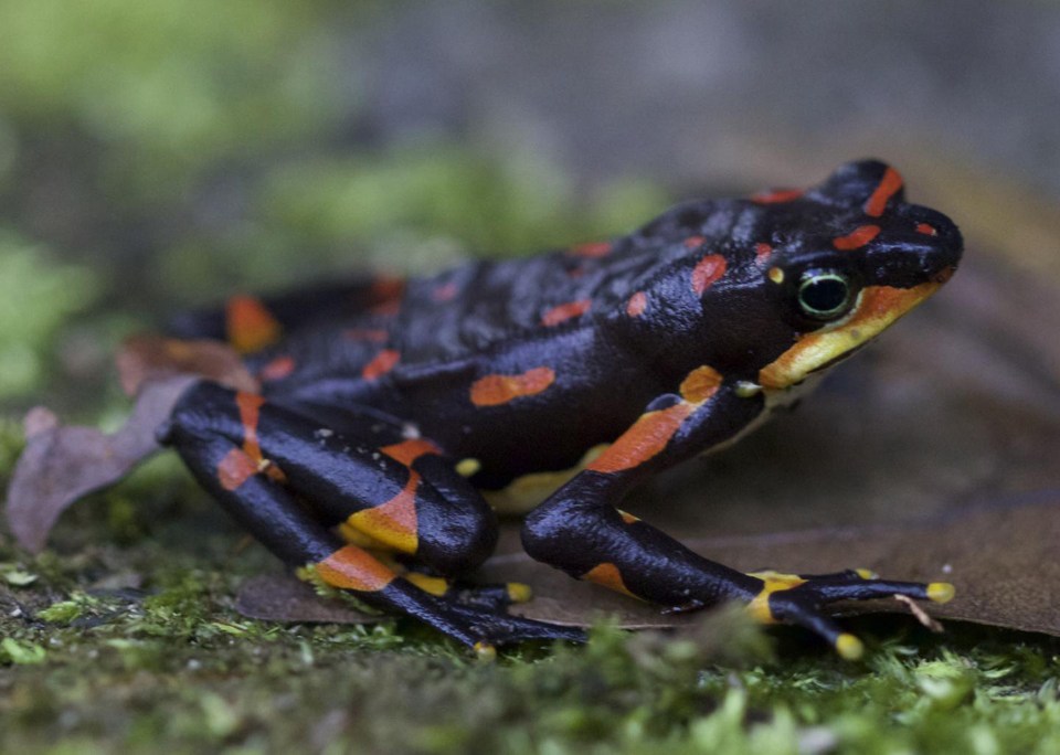Those on the brink of extinction are located mainly in tropical and subtropical regions, in areas that are heavily affected by human activities. Pictured is the Harlequin frog