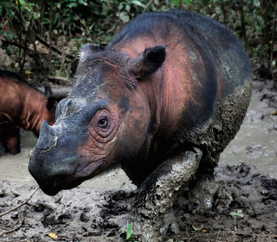 The Sumatran Rhino is one of 500 animal species on the brink of extinction