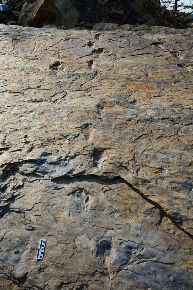 The footprints were found at an archaeological site in South Korea back in 2019