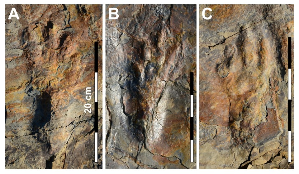 These footprints could be up to 120 million years old