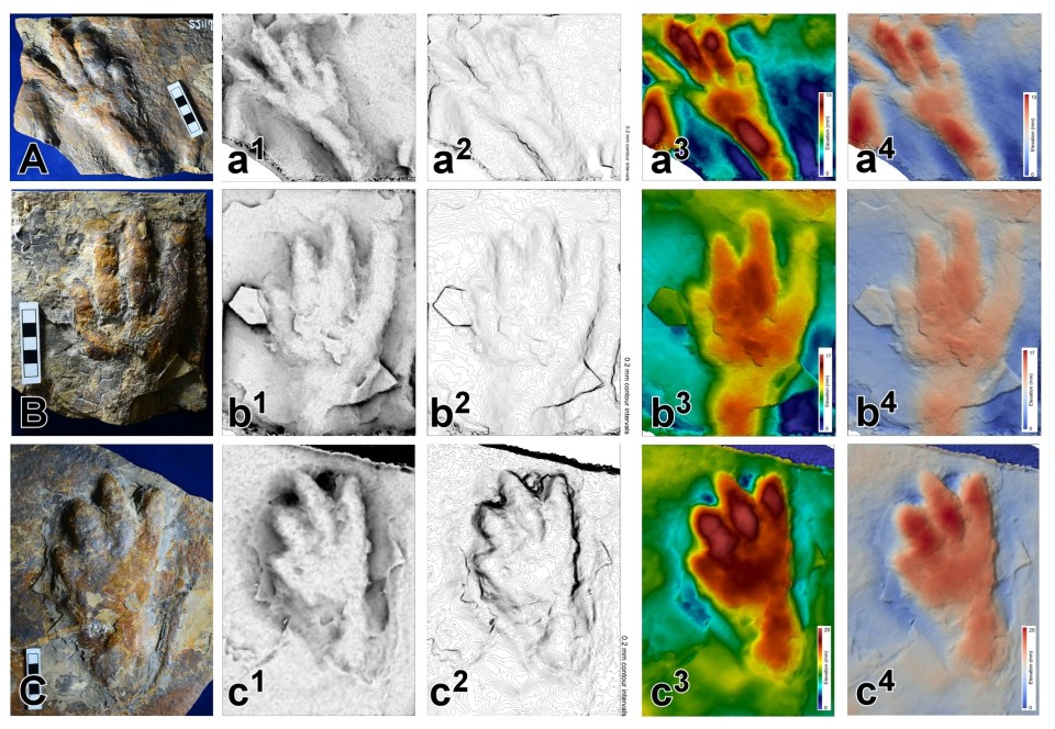 Analysis of the prints helped the researchers to know this creature was not a dinosaur but it was walking on two feet like a T-rex