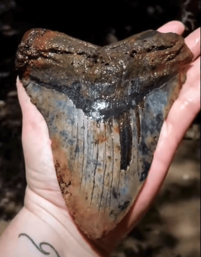 A giant megalodon tooth has been found in South Carolina
