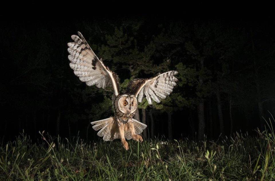  A lot of owls hunt at night