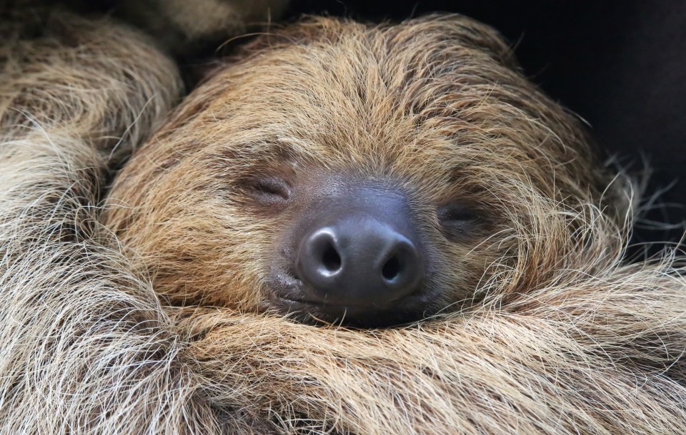 Sloths are just as sleepy as koala bears