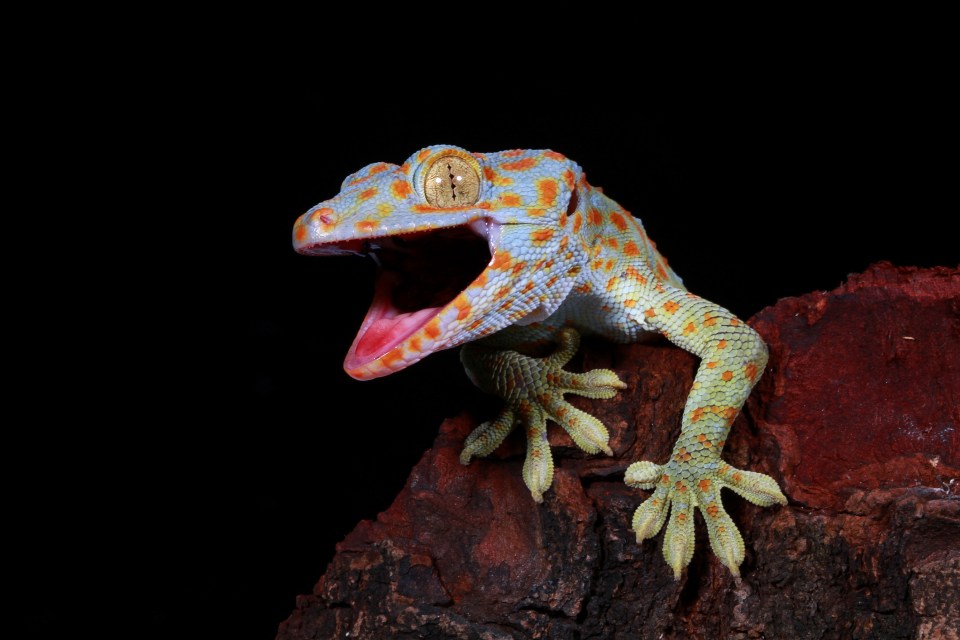 Geckos are also creatures of the night
