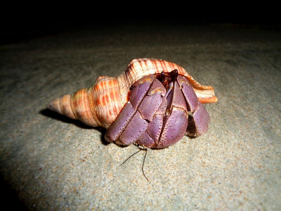These nocturnal creatures live on shorelines
