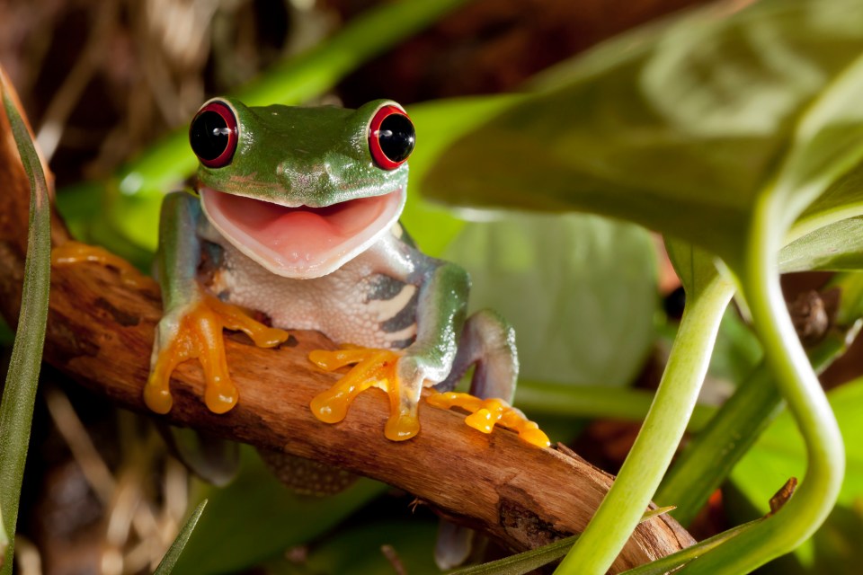 These frogs hunt at night