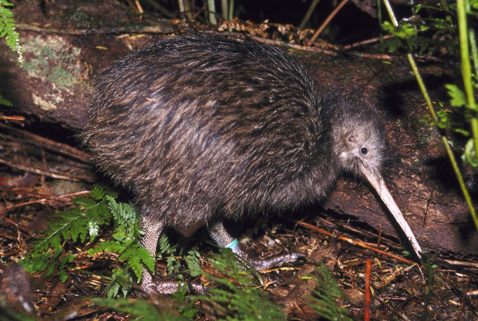 These cute birds are flightless