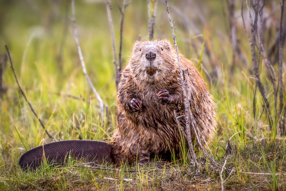 Beavers are mostly active at night