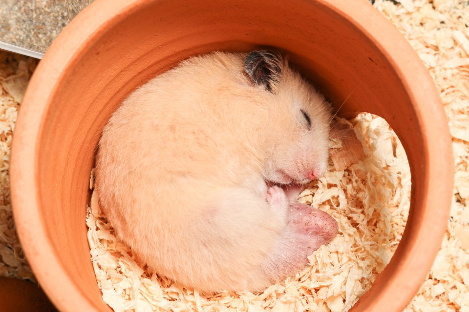 People with pet hamsters will know they can be noisy at night