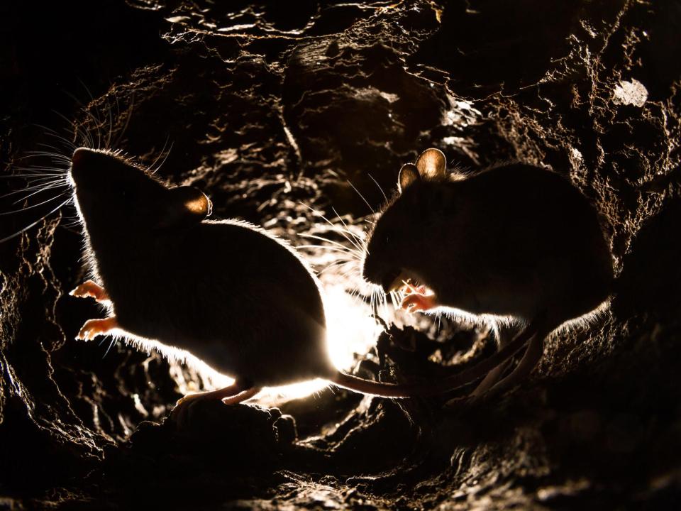 Wood mice predominately eat fruit and insects