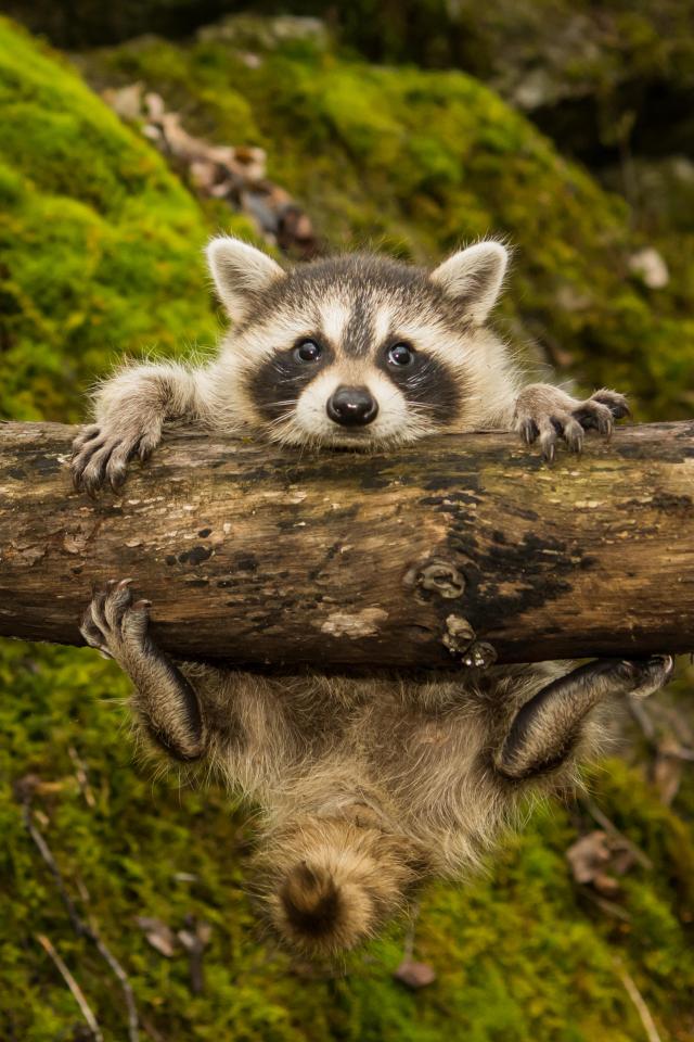 Raccoons are often found eating in bins