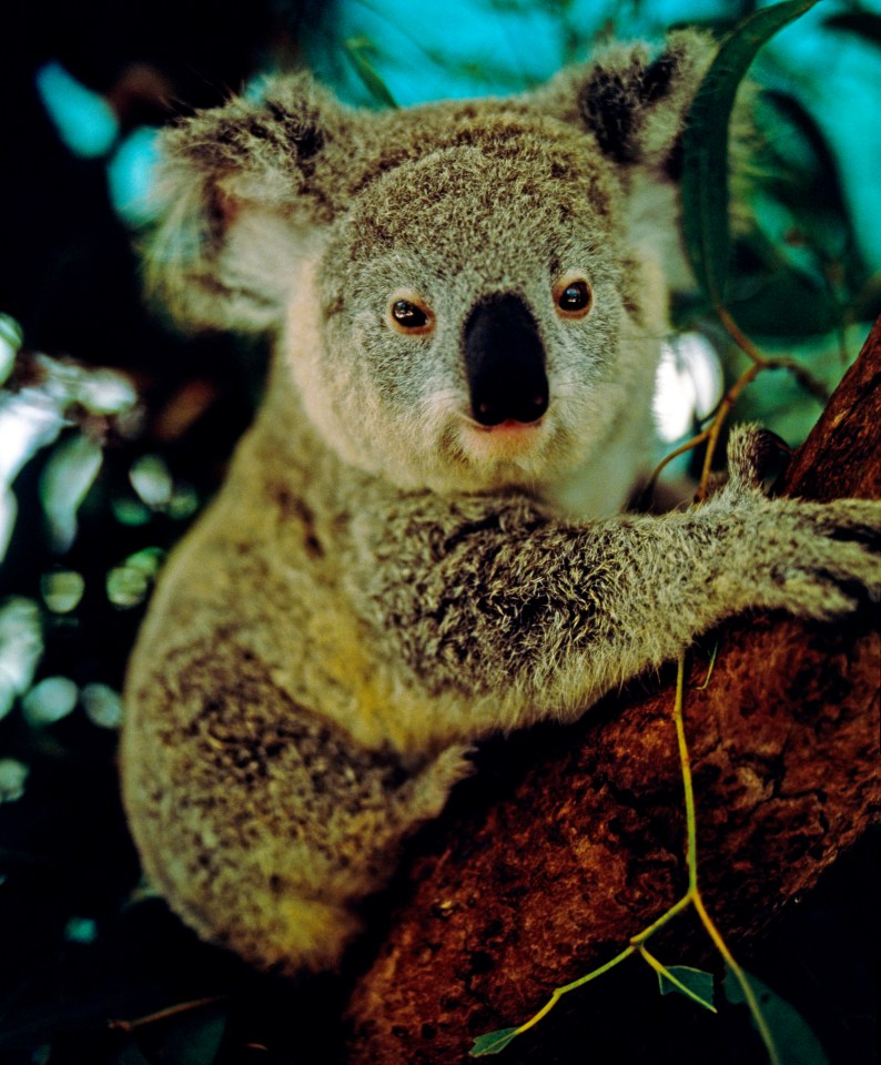 Koalas need a lot of sleep