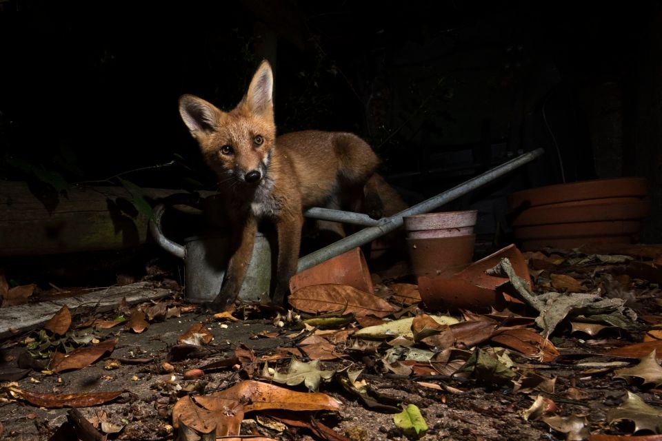 Urban foxes often scavenge for food at night