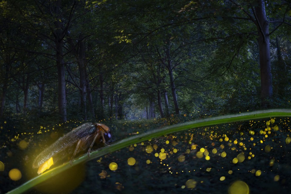 Fireflies glow to attract a mate