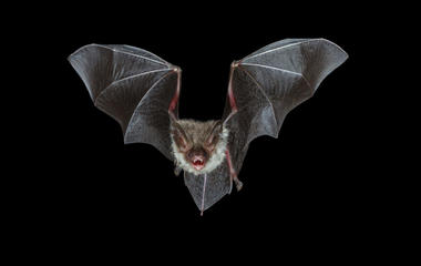 Bats are well-known for being nocturnal
