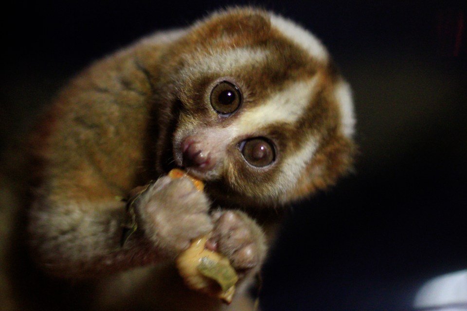 The Bengal slow loris is found in Asia