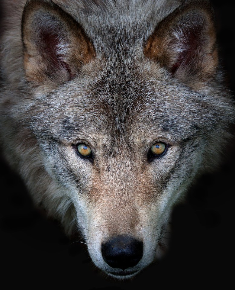 Grey wolves are the largest member of the canine family