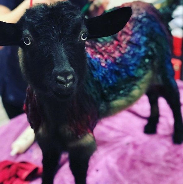 She revealed she had organically tie-died Phyllis the goat on Instagram