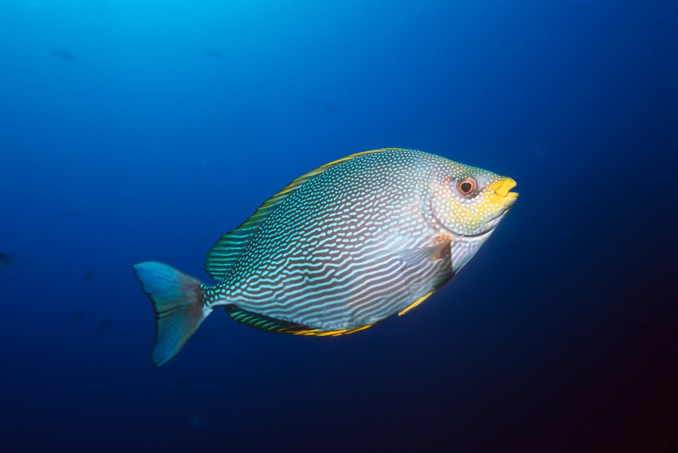 We're a lot closer to fish than you might have thought
