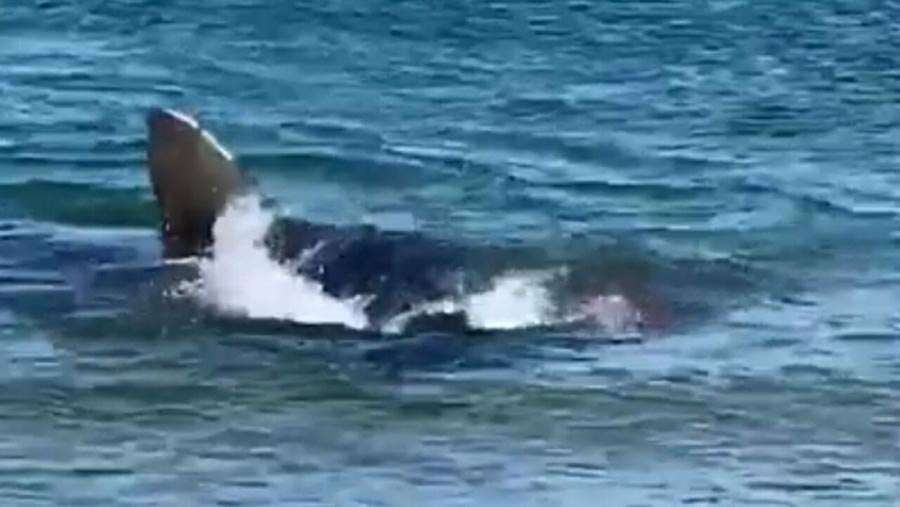 The shark's large fin was clearly visible