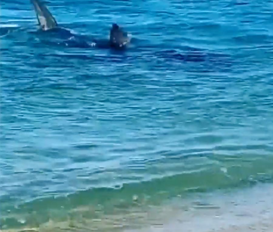 The shark was very close to the shore