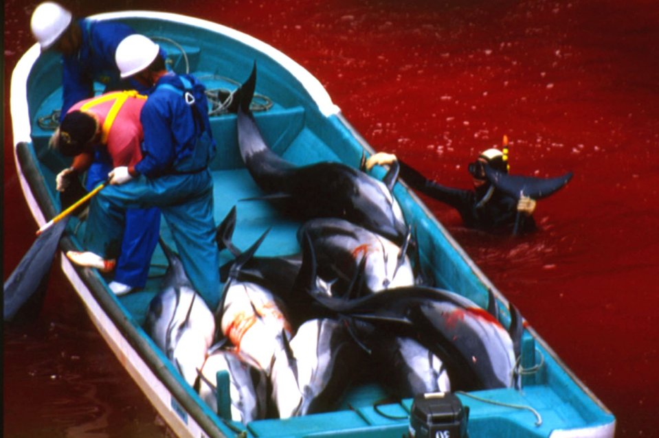 A diver lifts a tale of a dolphin from the blood-filled water in the Japanese fishing town of Taiji