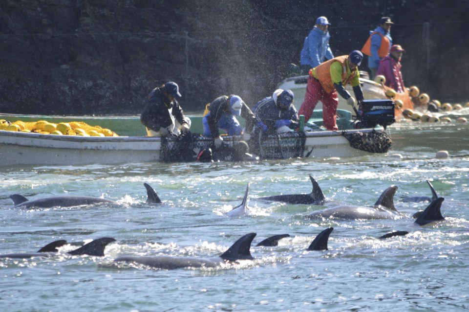 Bottlenose dolphins being hunted in Japan - some fishermen kill them to reduce competition for fish