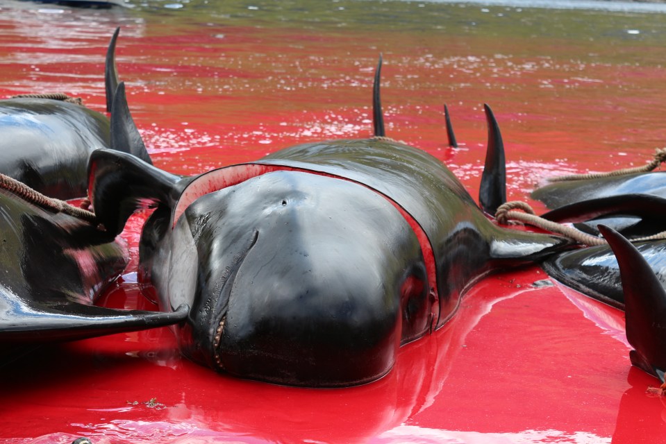 Thousands of pilot and beaked whales are killed in the Faroe Islands annually as inhabitants prepare for the harsh winter months ahead