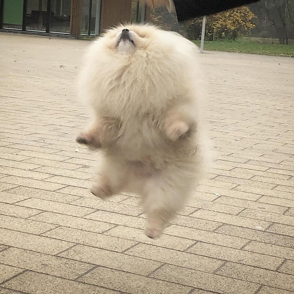 Irwin the prancing Pomeranian shows off his moves